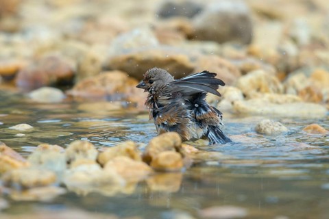 Acanthis cannabina, bloodtail, linaria cannabina, linnet, bath, bird bath, birds, hanfling, male,