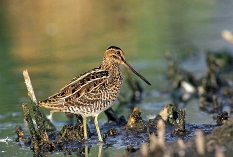 Common snipe, gallinago gallinago, snipe, birds, charadriiformes, leo, limicols, snipe birds,