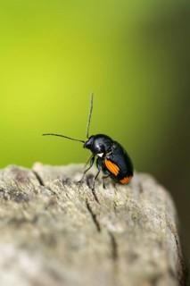 Leaf beetle, chrysomelidae, cryptocephalinae, cryptocephalus moraei, drop beetle, yellow-black leaf