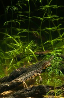Lissotriton vulgaris, smooth newt, triturus vulgaris, amphibians, amphibians, high size, portrait
