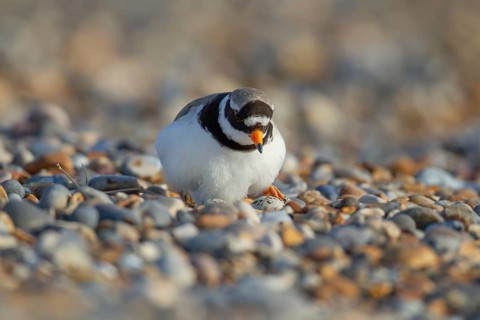 Ringed plover (Charadrius hiaticula) adult wading bird on a nest with eggs on a shingle beach in