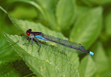 Erythromma Najas, large pomegranate eye, red-eyed damselfly, damselflies, dragonflies, insects,