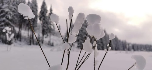 Snow-covered plants against a snowy forest in the background, calm and minimalistic, bokeh, winter