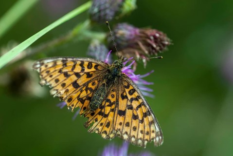 Boloria selene, brown-spotted mother-of-pearl butterfly, silver-bordered fritillary, small
