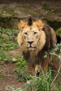 A lion with an impressive mane stands alert in a natural setting, Asiatic Lion (Panthera leo