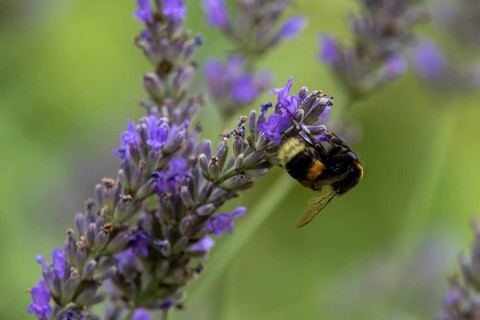 Bumblebee collecting nectar and pollen on a lavender flower in the garden