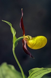 Cypripedium calceolus, lady's slipper orchid, orchidaceae, orchids, orchid plants, flora, high