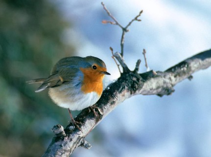 Erithacus rubecula, robin, robins, birds, leo, passeri, snow, songbirds, songbirds, birds, winter