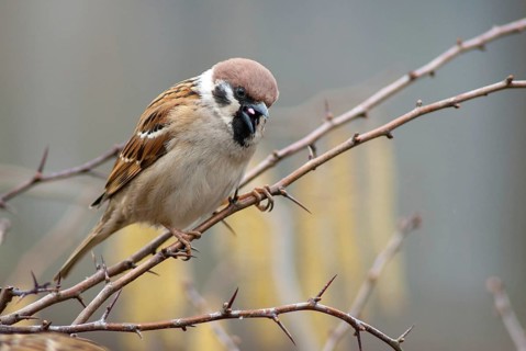 Tree Sparrow, Passer Montanus, Sparrow, Tree Sparrow, Birds, Passeri, Songbirds, Sparrow, Sparrow,