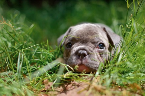 Cute very young French bulldog puppy with blue gray coat peeking through tall grass