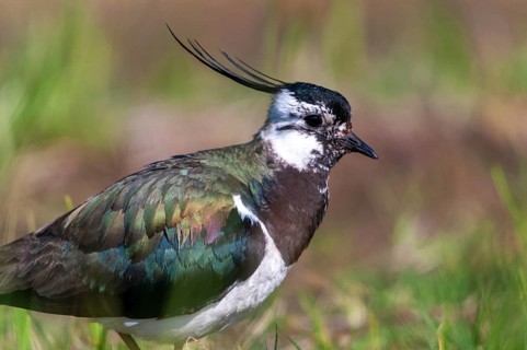 Lapwing, vanellus vanellus, birds, charadriiformes, limikolen, plovers, birds, waders, waders