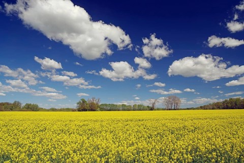 A wide canola field with blooming yellow under a deep blue sky with clouds, stipelse, spring, cycle