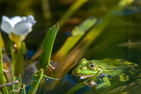 Frog bite family green frog, hydrocharitaceae, pelophylax spec., rana spec., stratiotes aloides,