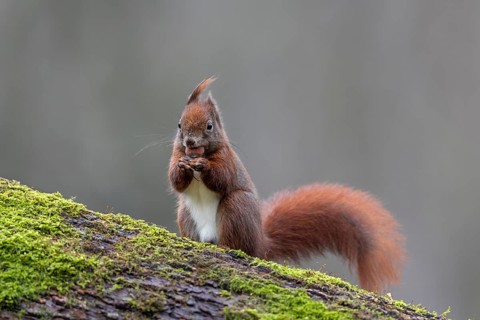 The squirrel (Sciurus vulgaris) finds most of the hiding places for winter supplies, even under