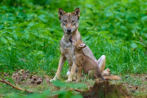 A family of wolves in the forest, the cub looks up admiringly at the adult wolf, summer, wolf