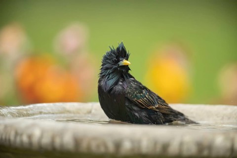 European or Common starling (Sturnus vulgaris) adult bird in water of a garden bird bath, England,