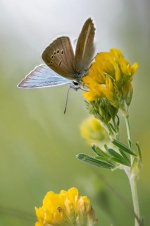 Damon blue, large esparset blue, polyommatus damon, striped blue, white dagger blue, butterfly,