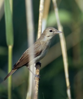 Garden Warbler, Garden Warbler, Sylvia Borin, Birds, High Size, Portrait, Passeri, Songbirds, Birds