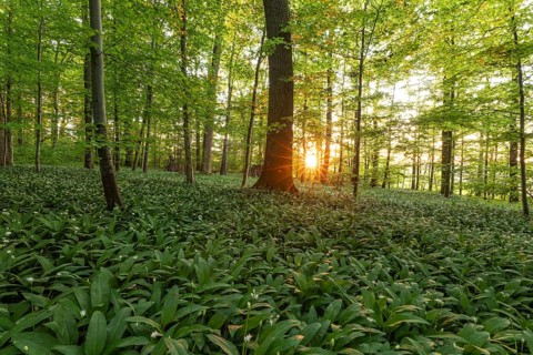 Sunlight through a tall oak (Quercus) in a spring forest with wild garlic (Allium ursinum) and sun