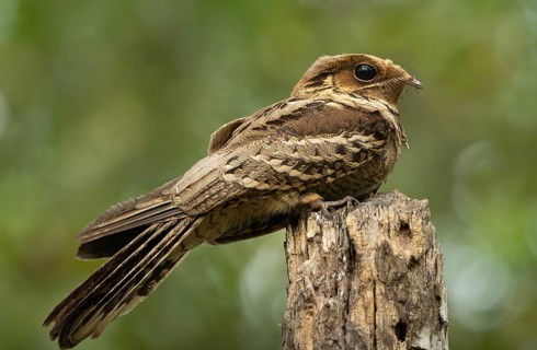 Close-up portrait of a Large-tailed Nightjar (Caprimulgus macrurus), sreepur, Gazipur, Bangladesh