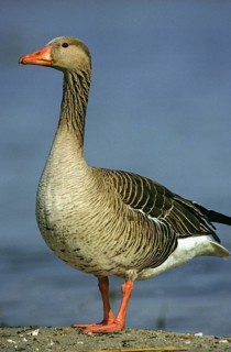 Anser Anser, Greylag or Graylag Goose, Grelag Goose, Anatidae, Birds, Duckbirds, Goose, Geese, High