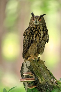 Eurasian Eagle-owl (Bubo bubo), adult, perch, vigilant, in summer, Wisdom, Šumava, Czech Republic