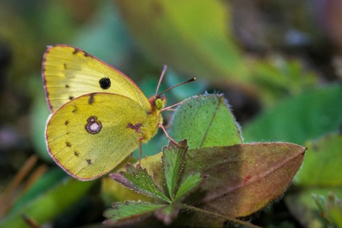 Berger's clouded yellow, colias alfacariensis, horseshoe clover haybutterfly, butterfly, insects,