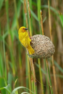 A gold weaver building a nest, iSimangaliso Wetland Park, St Lucia, KwaZulu-Natal, South Africa