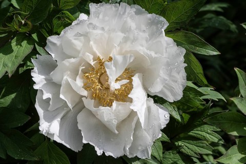 Shrub peony (Paeonia suffruticosa Godaishu), Emsland, Lower Saxony, Germany