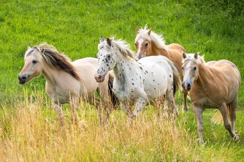 Four horses are running across the pasture: two Haflingers, a Knabstrupper and a Fjord horse