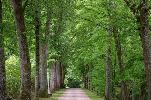 Linden Avenue (Tilia), Upper Franconia, Bavaria, Germany