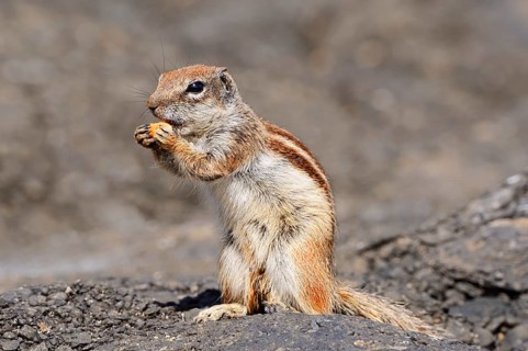 Atlas squirrel or North African bristle squirrel (Atlantoxerus getulus) sitting on a rock and