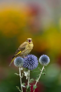Eurasian greenfinch (Chloris chloris) juvenile bird calling on a Globe thistle (Echinops ritro)
