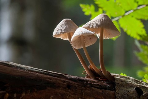 Common Bonnet, Mycena Galericulata, Pink-Leafed Helmet, Rosy-Gill Fairy Helmet, Toque Mycena,