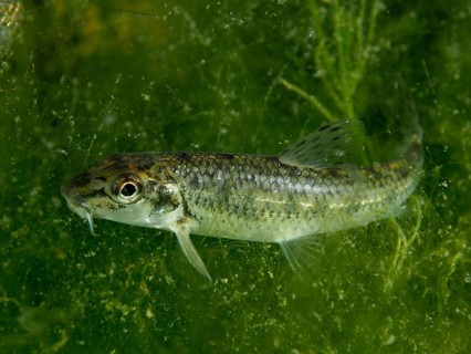 A small gudgeon (Gobio gobio) swimming close to dense green algae, dive site Klosterinsel, Rheinau,