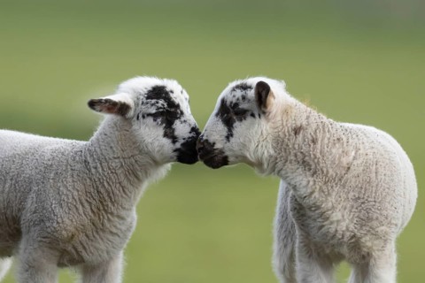 Domestic sheep (Ovis aries) two juvenile baby lambs farm animals in a grass field in spring,