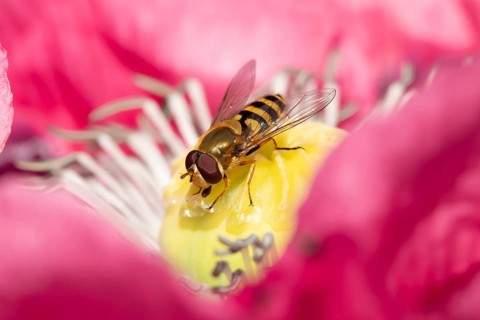 Common hoverfly (Eupeodes corollae) adult insect feeding on a garden poppy flower in summer,