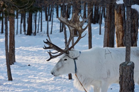 Reindeer belonging to Mongolian reindeer herders at their winter camp in the Mongolian subarctic