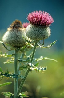 Asteraceae, Bavaria, Cirsium eriophorum, Germany, daisy, monk crown, woolly thistle, woolly