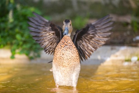 Duck shaking its wings in the water, Germany