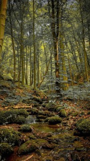 A moss-covered forest floor along a stream of the Werre with upright trees under diffuse light,