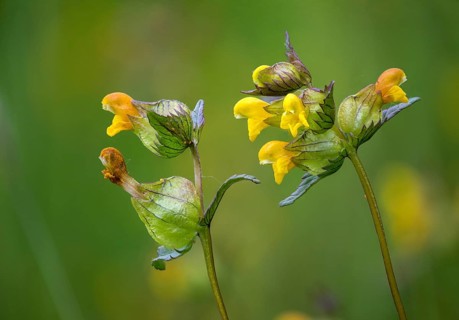 Brownwort family, small rattlespot, rhinanthus minor, scrophulariaceae, cockscomb, flora,