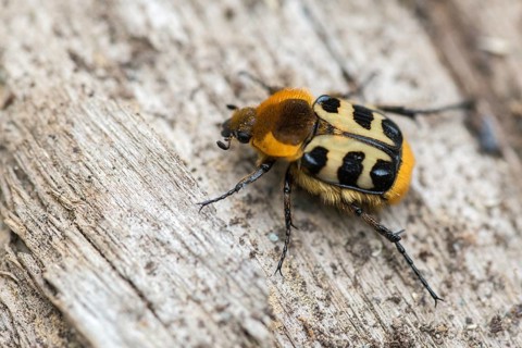 Bee beetle, leaf horn beetle, belted brush beetle, smooth-brained brush beetle, brush beetle,