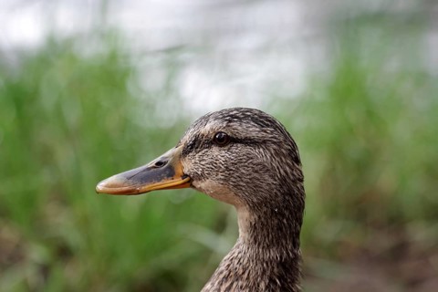 Mallard (Anas platyrhynchos), female, portrait, beak