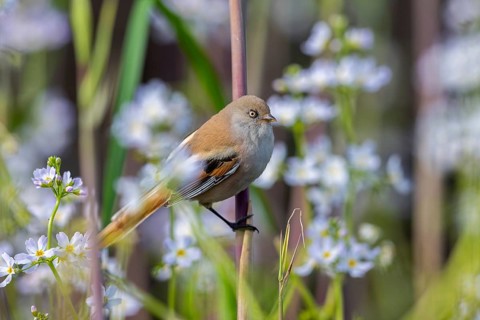 Bearded reedling, bearded tit (Panurus biarmicus) female in reedbed perched on reed stem at wetland