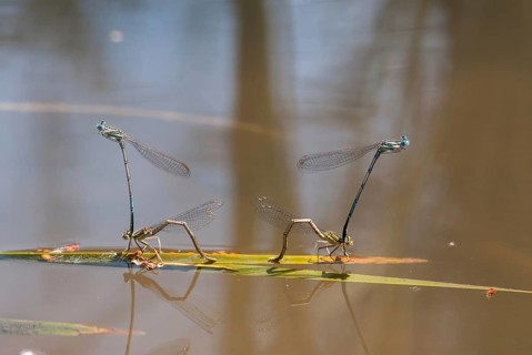 Azure damselfly, blue feather dragonfly, platycnemis pennipes, white-legged damselfly, Bulgaria,