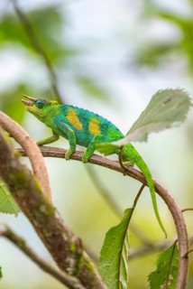 Three-horned chameleon (Trioceros jacksonii), male, between leaves on a branch, Bwindi Impenetrable