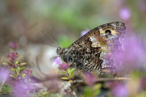 Hipparchia semele, ochre velvet butterfly, rock grayling, rust bandage, butterfly, grayling,