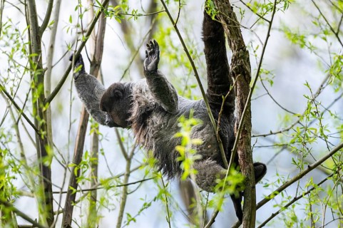 Common woolly monkey (Lagothrix lagothricha) climbing in a tree, captive