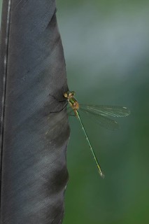 Emerald damselfly (Lestes sponsa) adult insect resting on a bird feather in summer, Suffolk,